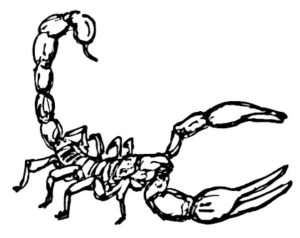 mauritanie-scorpion